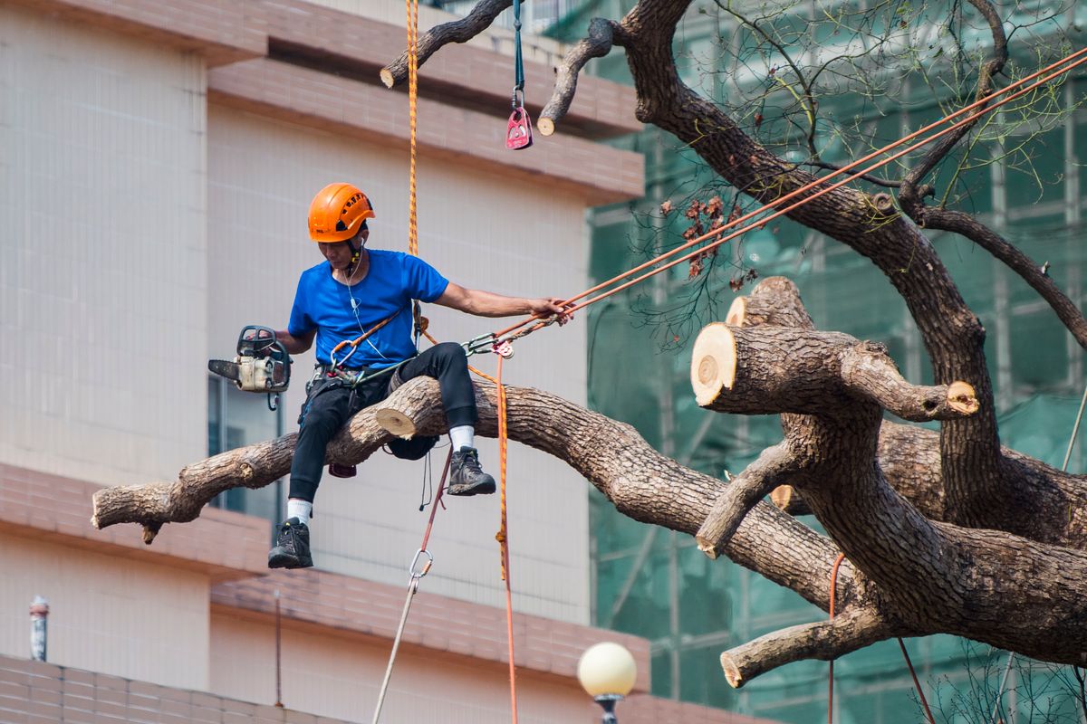 Roped climber working out along a large limb with a chainsaw hanging from the saddle.
