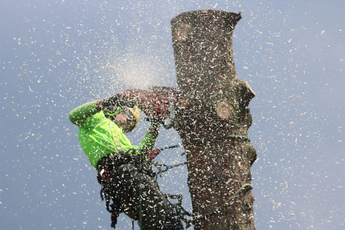 Climber in a helmet and hi-vis jacket cutting the top from a bare trunk, sawdust spraying out against the sky.