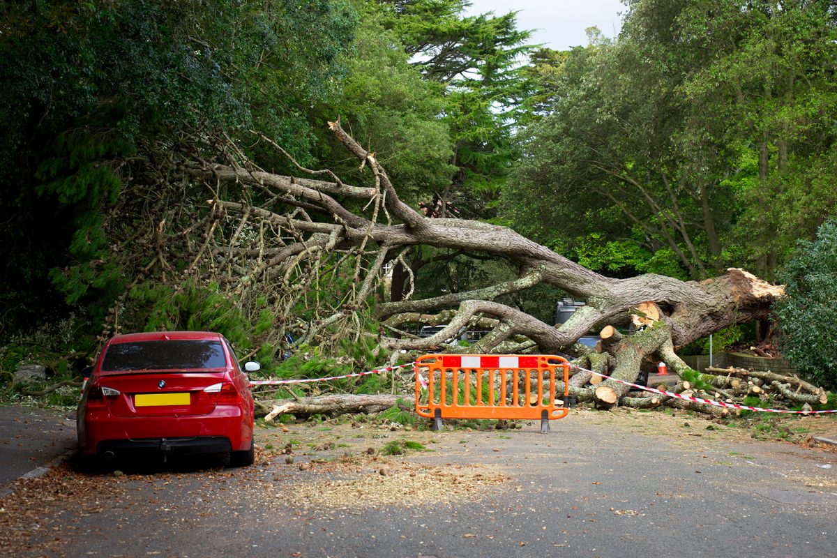 Large fallen tree lying across both lanes of a road.